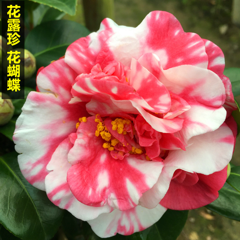花露珍山茶花蝴蝶茶花盆栽花绣球树苗阳台庭院花卉福建老品种好养
