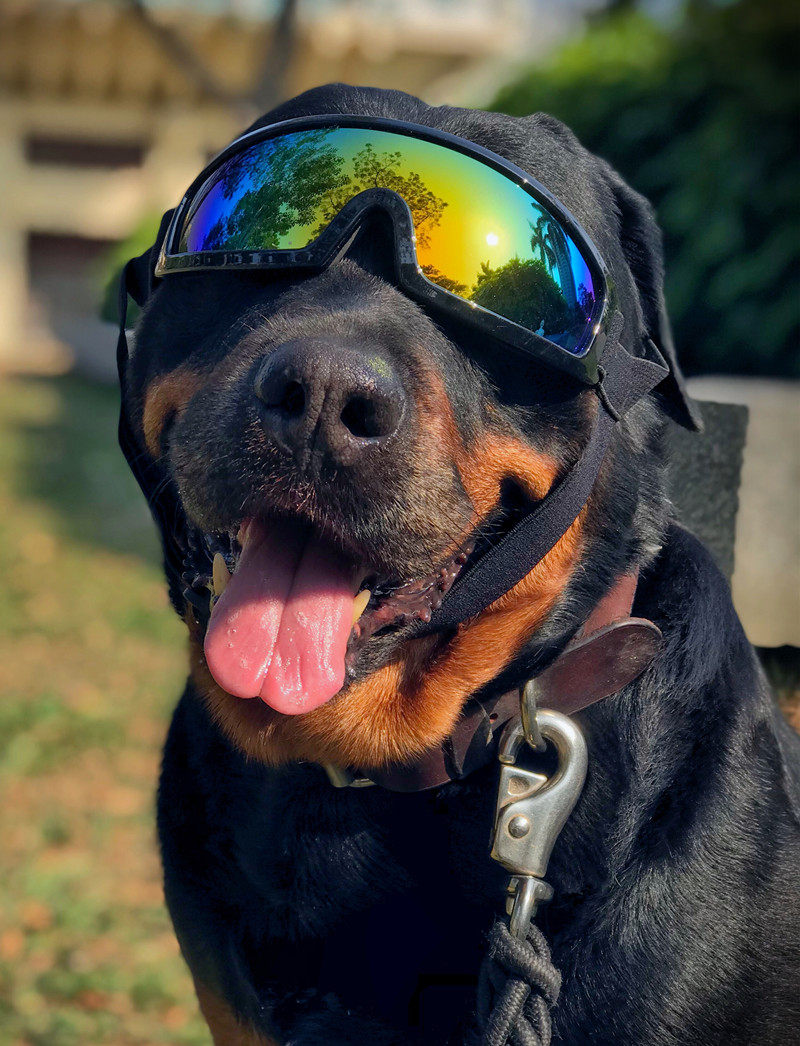 宠物眼镜狗狗太阳眼镜防紫外线墨镜中大型犬护目镜金毛滑雪眼镜