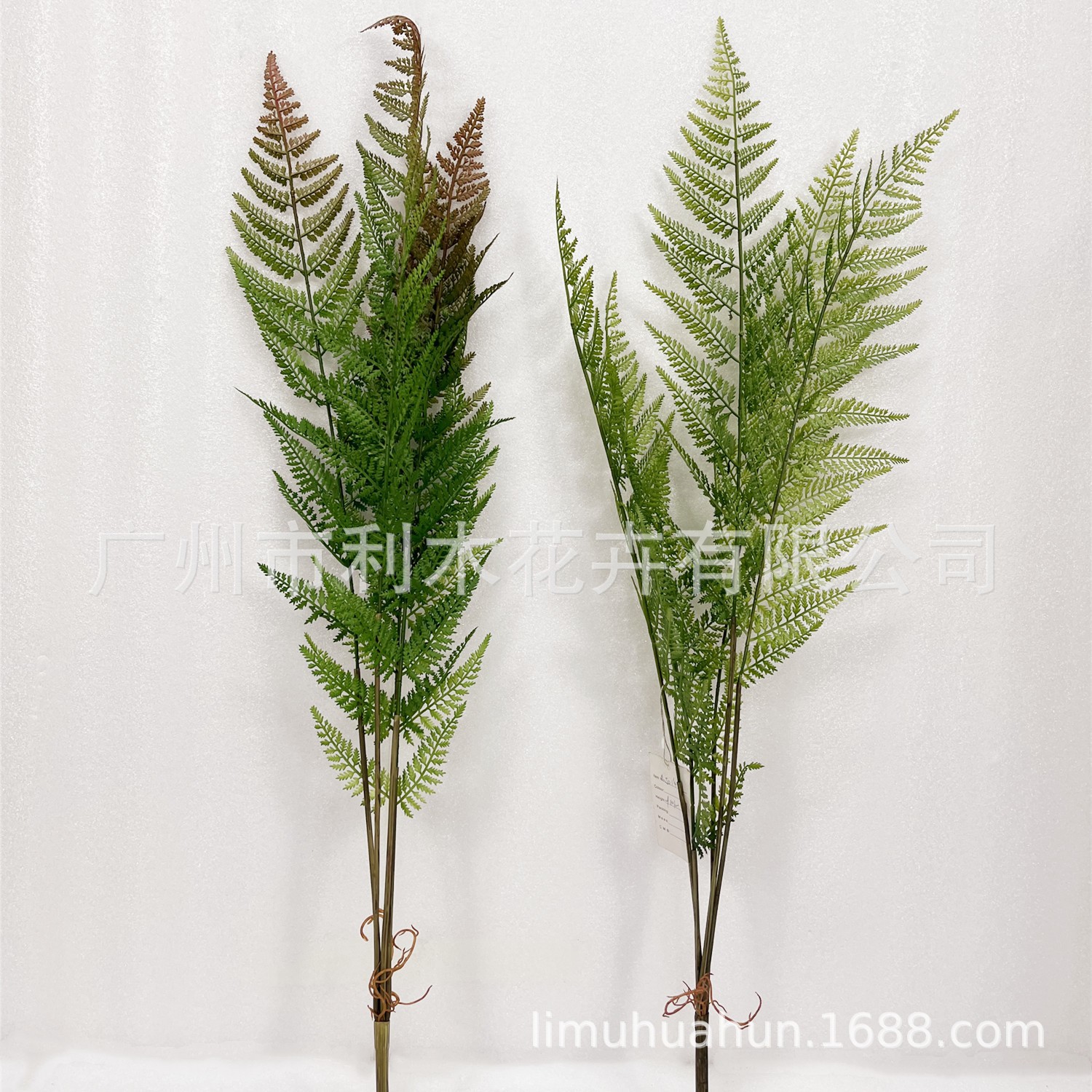 仿真波斯蕨把束蕨草波斯草