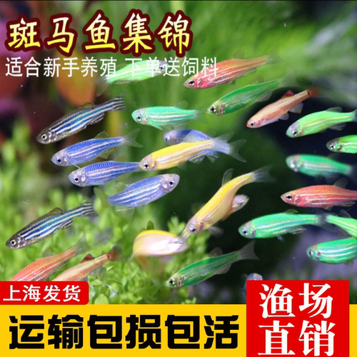 红蓝斑马金丝练手柠檬蓝莓青苹果