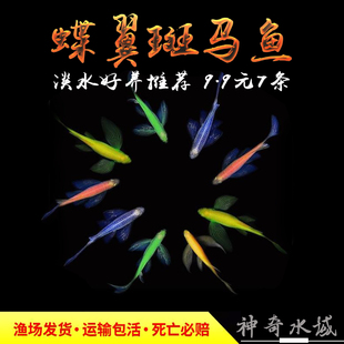 精品蝶翼斑马鱼长尾长鳍冷水鱼观赏鱼荧光冷水鱼小型热带鱼活体鱼