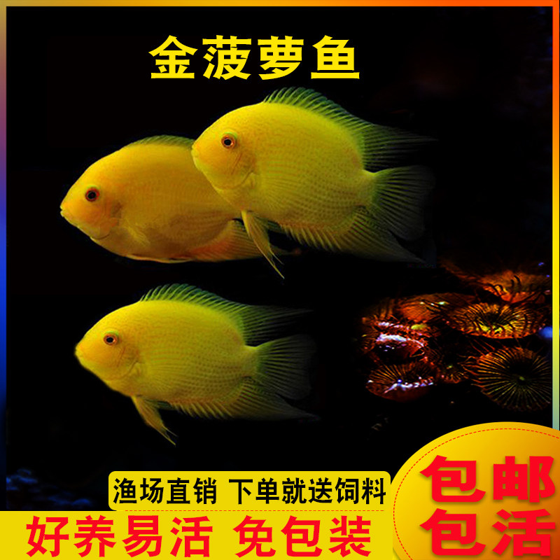 金菠萝喷点菠萝鱼肯梅塔热带观赏鱼活体水族宠物淡水鱼中型鱼活体