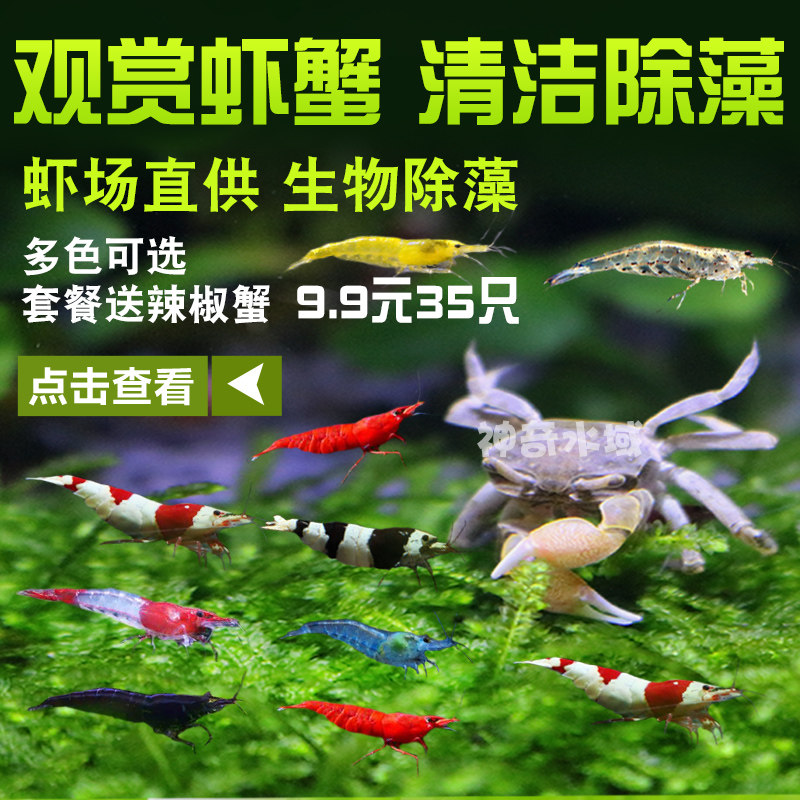 活体观赏虾水晶虾草缸工具虾