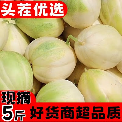 东北头茬甜瓜新鲜现摘应季水果