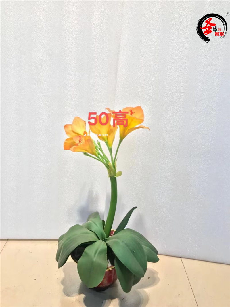 ab仿真君子兰盆栽朱顶阳台