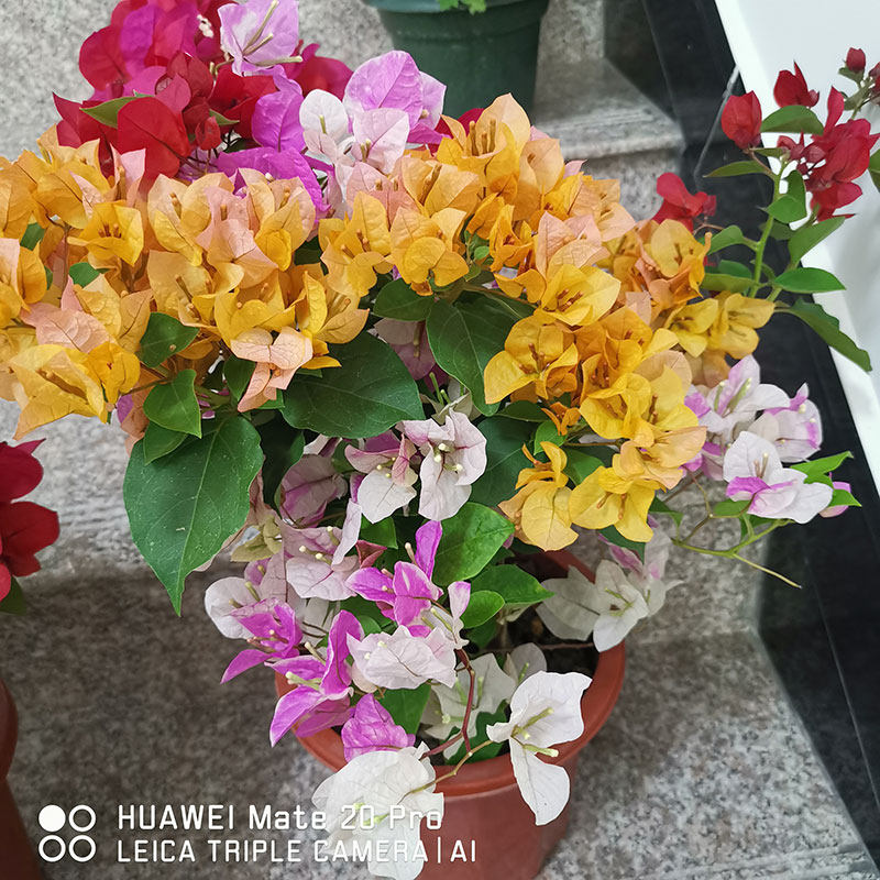 多色混栽三角梅带花盆栽花苞高新品种四季开花阳台耐热耐寒绿植