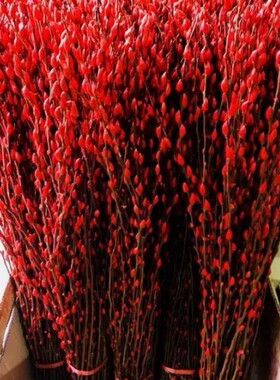 年宵花卉银柳真花鲜柳条落地鲜枝招财干花束水培仿真多色室内装饰