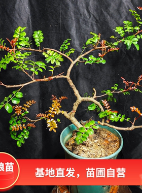 云南红顶清香木室内 室外驱蚊盆栽 客厅盆景 办公室驱蚊盆栽包邮