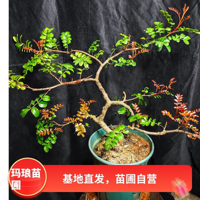 云南红顶室外驱蚊客厅包邮清香木