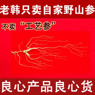 野山参长白山人参礼盒林下参不带证书10 12年野生山参人参非残肢
