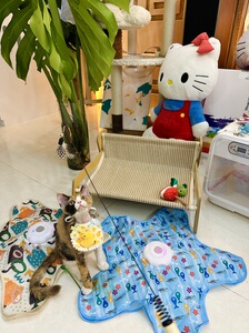 躲猫猫自动逗猫玩具转转球毛毛溜达解闷神器猫猫玩具溜溜玩具