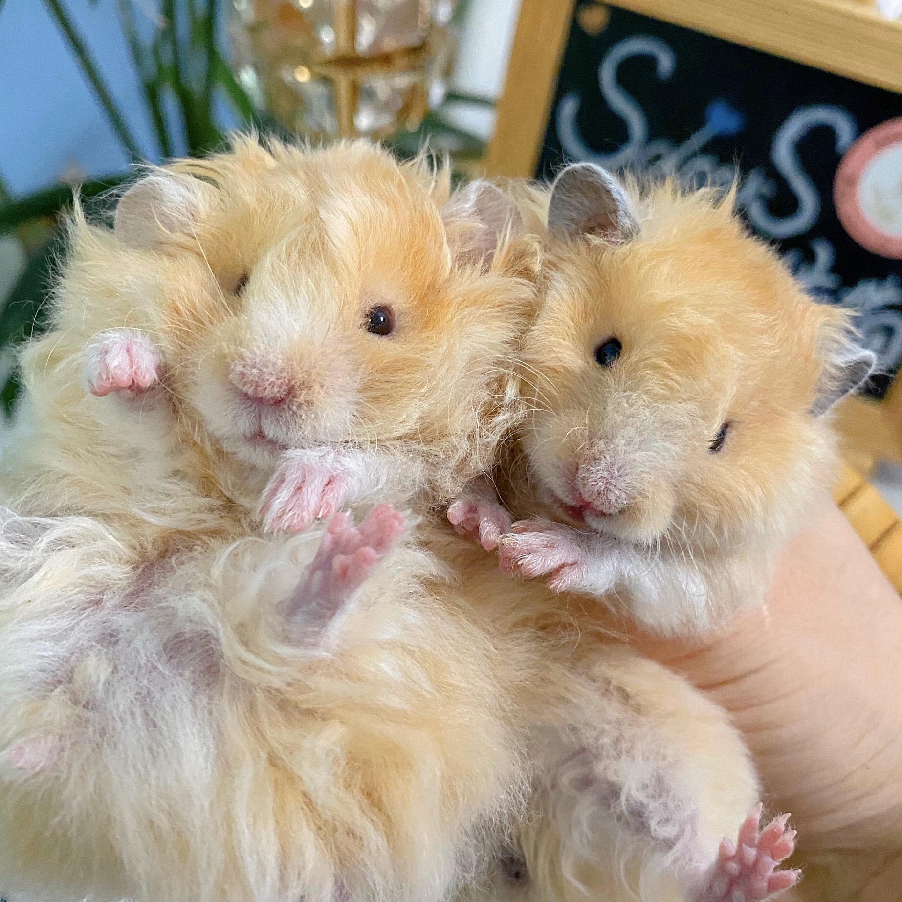 躲猫猫家养金丝熊波利熊黄面纹蜜眼线纯银熊卷毛仓鼠鸽灰卷毛长毛