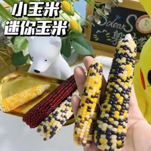 迷你小玉米磨牙棒仓鼠花枝鼠通心粉金丝熊粮食营养磨牙零食用品