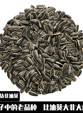 生瓜子葵花籽小葵花瓜子非油葵内蒙特产老品种散装纯生原味小瓜子