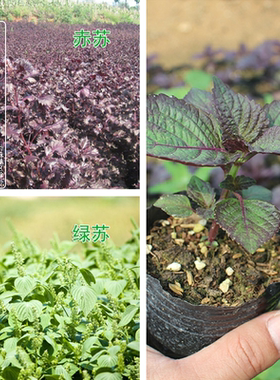 芳香植物紫苏庭院阳台食用