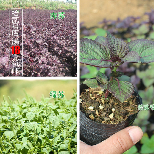 芳香植物紫苏庭院阳台食用
