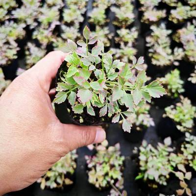 彩叶水芹盆栽苗阳台庭院小盆栽