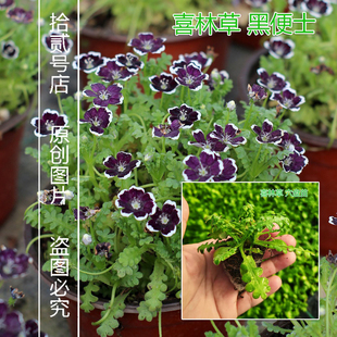 银叶喜林草穴盘苗 天空粉蝶花蓝眼 庭院阳台花卉耐寒盆栽组盆绿植