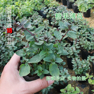 糖果薄荷盆栽苗可食用香草西餐料理烧烤泡茶驱蚊芳香绿植物庭院
