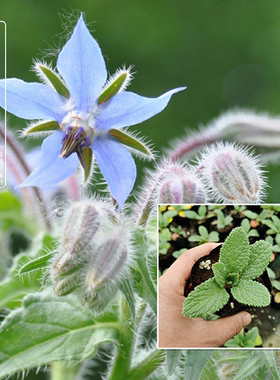 琉璃苣种苗星状花朵极耐寒黄瓜清香味道食用蔬菜蓝紫色花白色