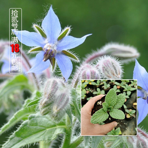 琉璃苣种苗星状花朵极耐寒黄瓜清香味道食用蔬菜蓝紫色花白色