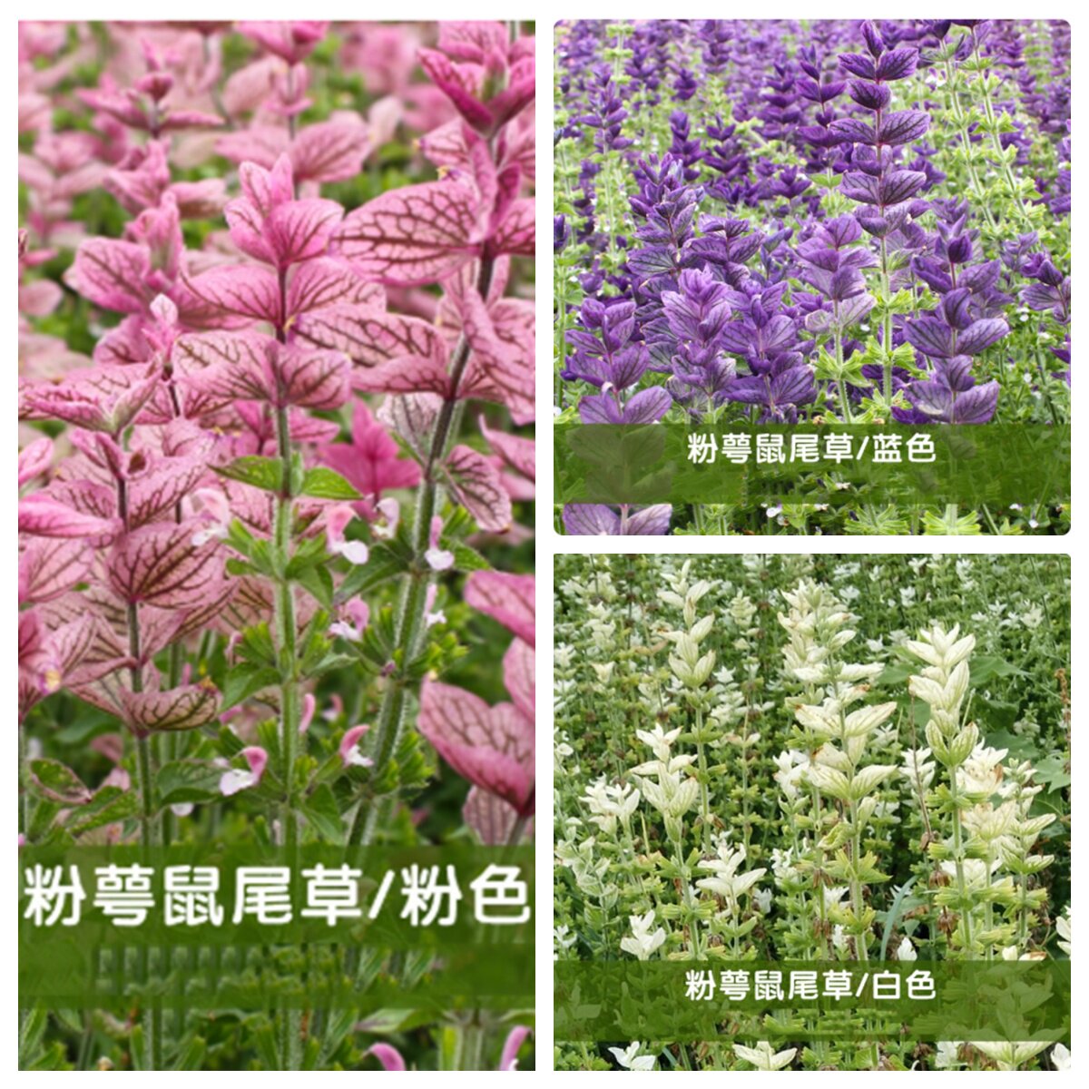 粉萼鼠尾草林荫鼠尾草盆栽