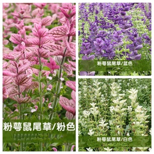 粉萼鼠尾草林荫鼠尾草盆栽带花大苗室外耐寒花卉耐荫花镜绿植物