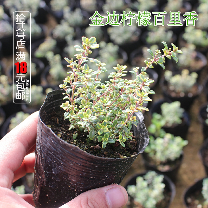 柠檬金边百里香盆栽苗可食用香草西餐料理烧烤泡茶驱蚊芳香绿植物