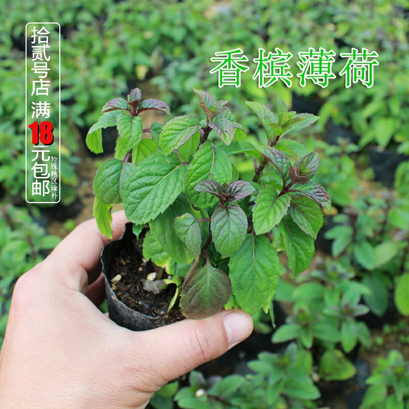 香槟薄荷盆栽苗 可食用香草西餐入菜料理烧烤泡茶驱蚊芳香绿植物