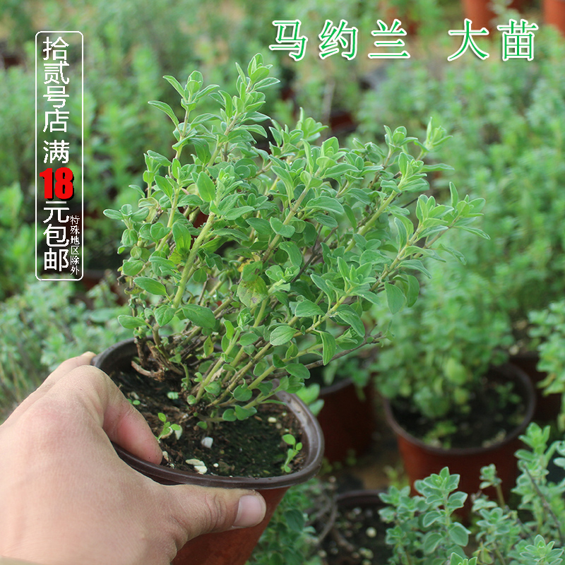 马约兰苗披萨草花卉料理芳香植物