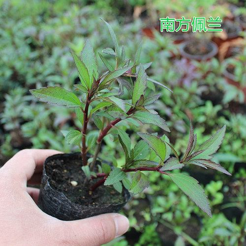 食用香草佩兰芳香植物盆栽花卉