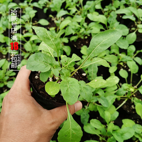 芝麻菜庭院阳台增香食用