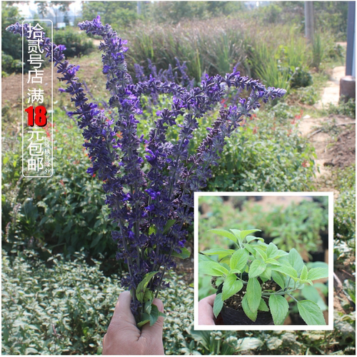 阳台芳香蓝花鼠尾草食用香草