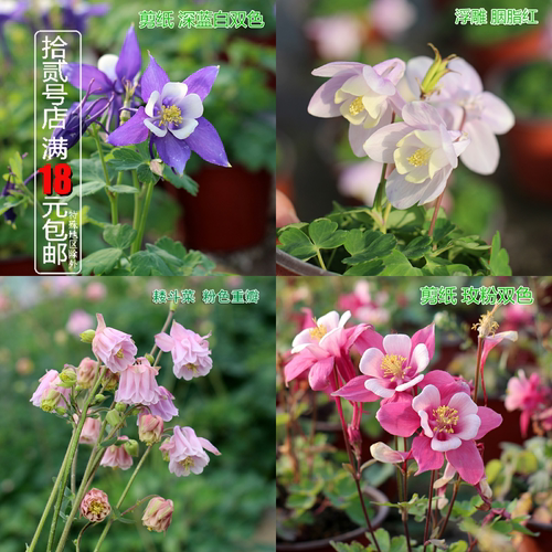 重瓣剪纸浮雕花苗多年生阳台