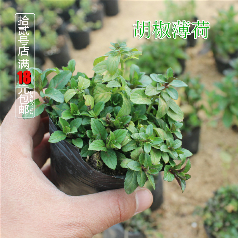 胡椒薄荷盆栽苗 可食用香草西餐入菜料理烧烤泡茶驱蚊芳香绿植物,鲜花速递/花卉仿真/绿植园艺,绿植,淘宝优惠券,粉丝福利购,淘宝优惠卷
