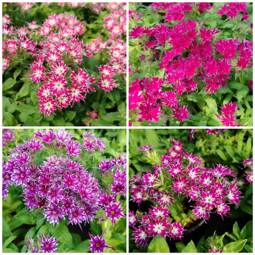 明星福禄考盆栽组盆带花苞多季花