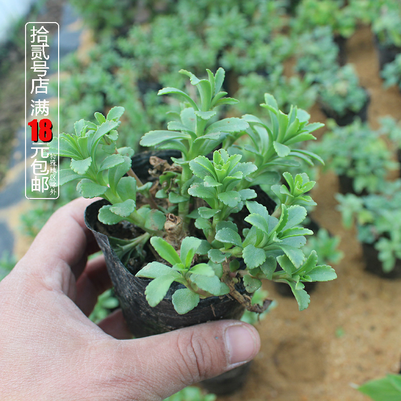 养心菜苗 盆栽 费菜 救心菜苗 高钙菜 景天三七 带原土发货,鲜花速递/花卉仿真/绿植园艺,绿植,淘宝优惠券,粉丝福利购,淘宝优惠卷