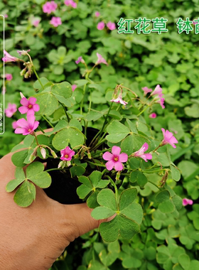 红花草苗 三叶草苗 红花炸浆草酢浆草红三叶草幸草盆栽春季开花