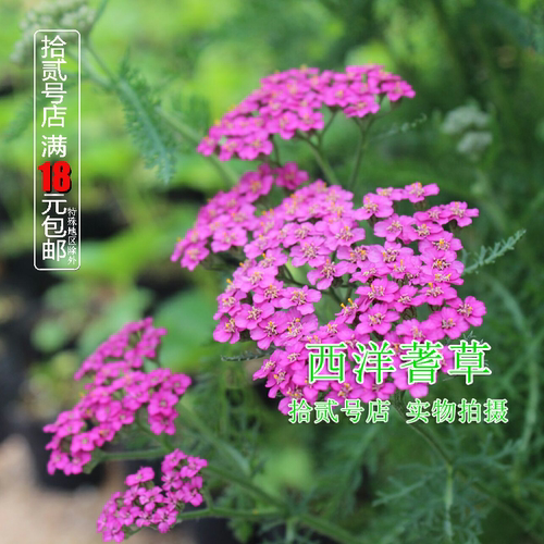 千叶蓍milfoil蓍草绿植香草苗