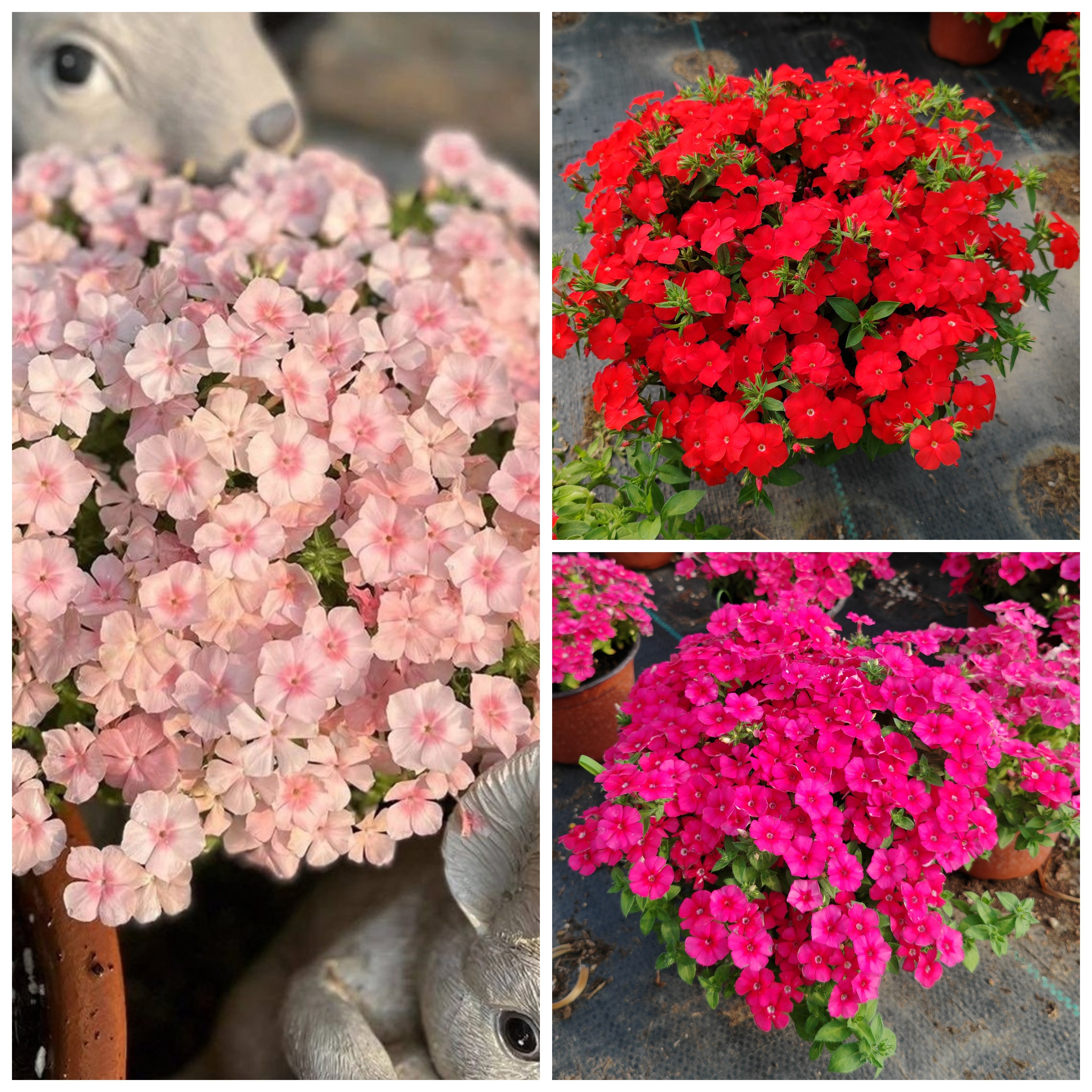 矮生福禄考苗火焰明星爱诗情书耐寒盆栽花卉阳台庭院组盆花镜植物,鲜花速递/花卉仿真/绿植园艺,时令草本花卉,淘宝优惠券,粉丝福利购,淘宝优惠卷