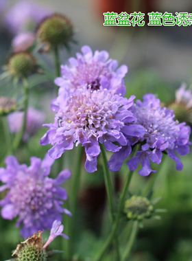 蓝盆花盆栽(花期长 耐热 耐寒)庭院阳台多年生植物开花机器可切花