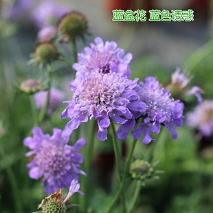 蓝盆花盆栽(花期长 耐热 耐寒)庭院阳台多年生植物开花机器可切花