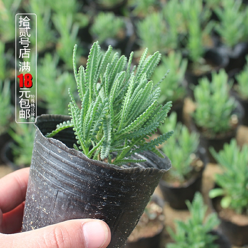 香草植物花卉盆栽苗齿叶薰衣草苗