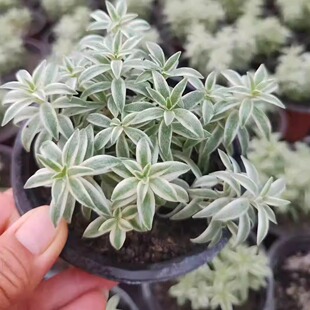 银边佛甲草（姬吹雪）盆栽室内客厅办公室桌面四季好养花卉植物