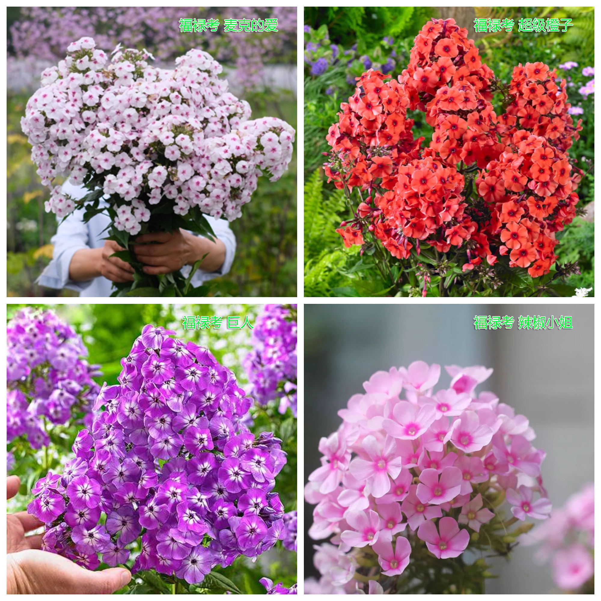 进口宿根锥花福禄考宿根盆栽花苗多年生耐热耐寒植物庭院花卉绿植,鲜花速递/花卉仿真/绿植园艺,时令草本花卉,淘宝优惠券,粉丝福利购,淘宝优惠卷