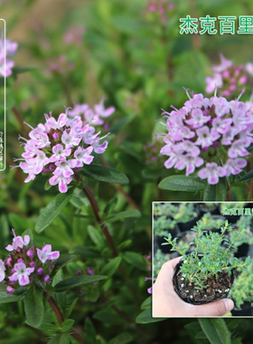 杰克百里香Thymus Jekka山花椒地椒多年生食用宿根香草耐寒盆栽苗