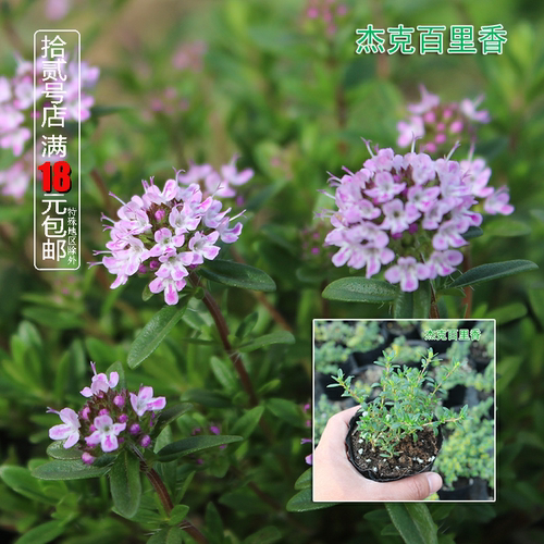 芳香植物百里香食用庭院阳台