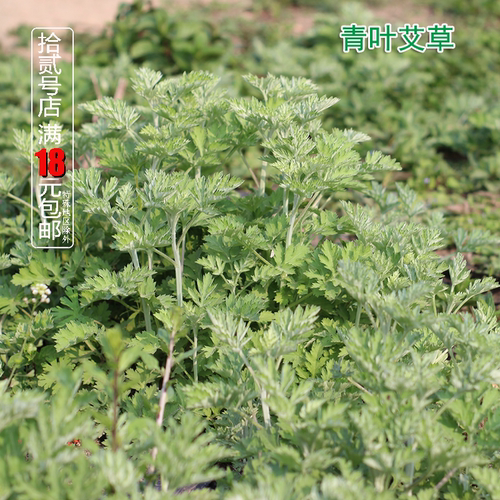 艾草庭院驱蚊可以食用