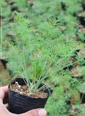 莳萝苗 香草苗刁草 洋茴香Dill 西餐香料 烹饪调味 花卉小盆栽