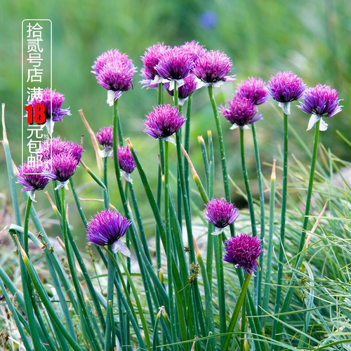 虾夷葱苗西洋细葱小葱德国香草苗